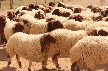 مجموعة من الاغنام
