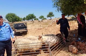 جولات تفقدية على حظائر الأضاحي في عجلون
