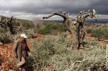 ارشيفية