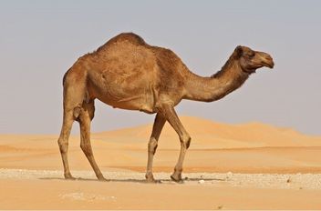 لق