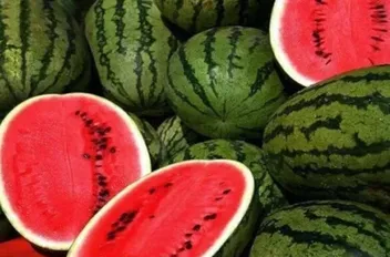 البطيخ