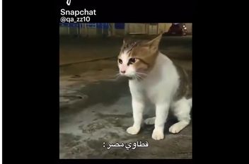 فلفا