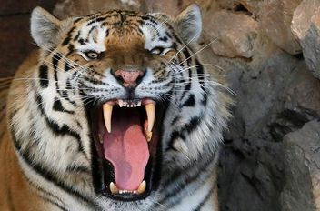 بربر