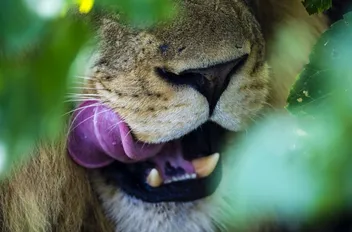 لتغلت