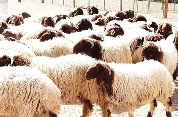 "زراعة المفرق" تدعو مربي الماشية لاستكمال التحصينات قبل حملة الترقيم الإلكتروني
