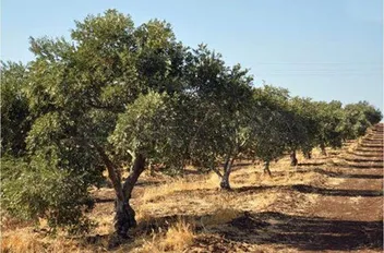 مدرسة حقلية للإدارة المتكاملة لأشجار الزيتون في المزار الجنوبي
