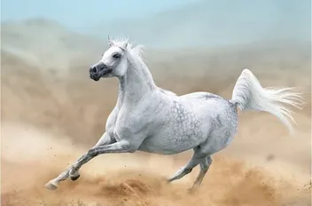 عت77