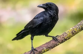 نع
