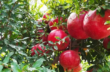 بدء موسم قطف الرمان في الكورة
