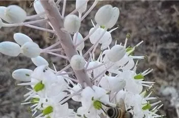“زنبوط الري” يظهر في الاردن بكثافة واستبشار بموسم مطري جيد – صور 
