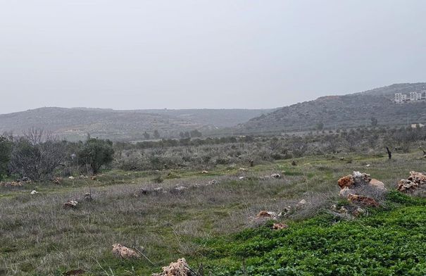 مستوطنـون يقتلعون 200 شجرة زيتون في ترمسعيا شمال رام الله #عاجل 