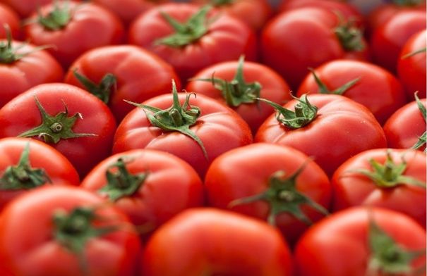 عاجل الزراعة: سمحنـا بتصديـر البنـدورة لهـذه الأسبـاب .. والتجار لا يلتزمون بهوامش ربح منطقية 