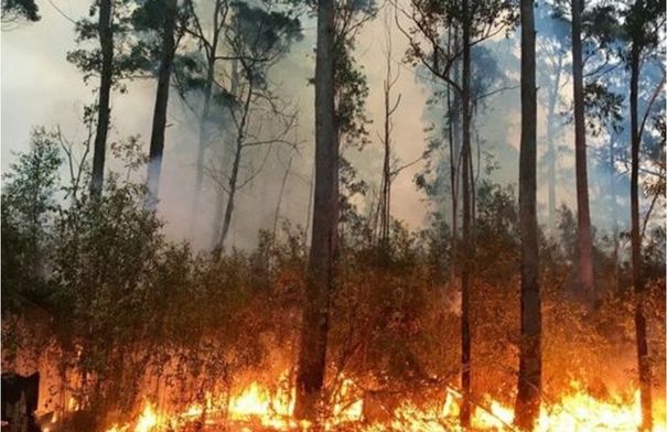 عاجل مديــرية الــحراج في وزارة الزراعة لـ"برنامج الوكيل": خطة مع "إدارة الأزمات" لتهيئة الطرق للوصول بسرعة إلى الغابات في حال نشوب الحرائق 