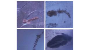 The discovery of insects in gypsum in Jordan.
