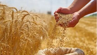 Tender to Purchase Wheat Quantities