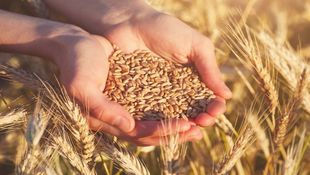 “Industry” Ministry Raises Selling Price of Unified Wheat Flour