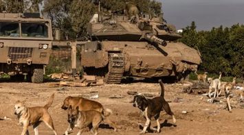 Hebrew Media: Thousands of Dogs from Egypt Surround Israeli Settlers on the Border