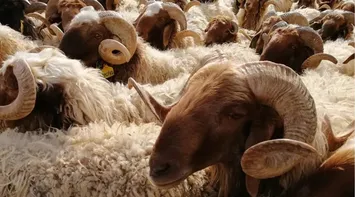 Launch of Electronic Sheep Tagging Platform Across All Governorates