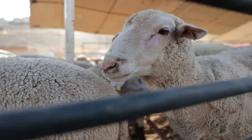 Exporting 46,000 Sheep to Gulf Markets
