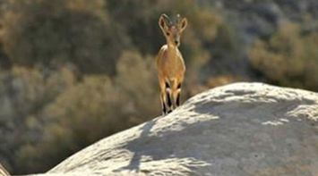 Jordan Between Environment and Nature
