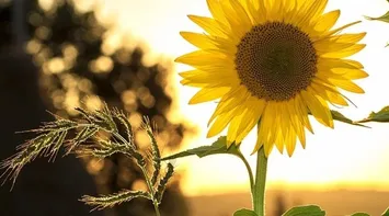 Astronomical Start of Summer Next Saturday

