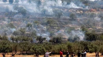 Olive Tree Massacre: Israeli Settlers Uproot 200 Trees in Southern West Bank