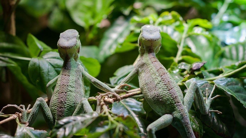 Reptiles in relationships, and more social secrets of scaly sp...