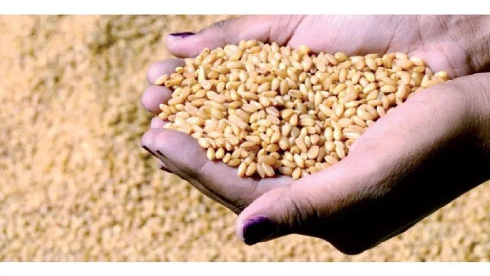 “Jordan Cooperative” Begins Selling Improved Wheat and Barley Seeds to Farmers