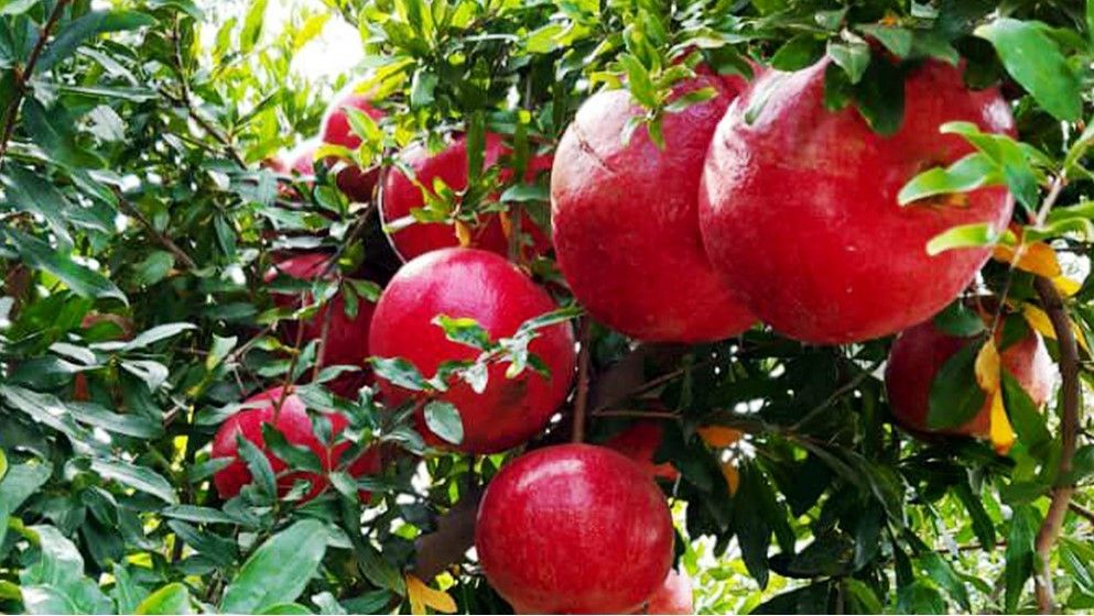 Pomegranate Season in Koura District Boosts Rural Economic Development - ...
