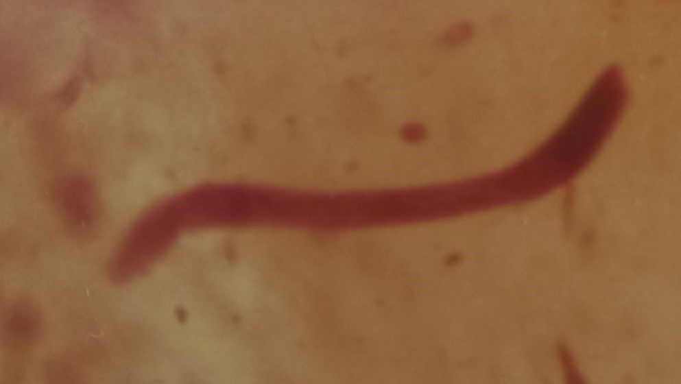 Discovery of a Nematoda in Jordanian Amber Dating Back 140 Million Years
