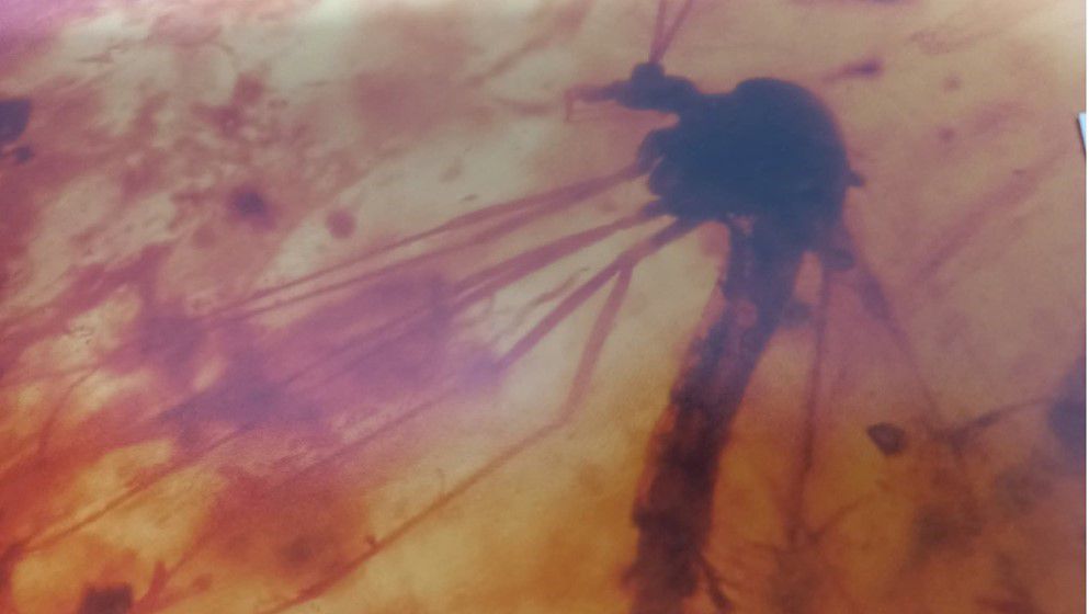Discovery of the Crane Fly in Jordanian Amber Dating Back 140 Million Years