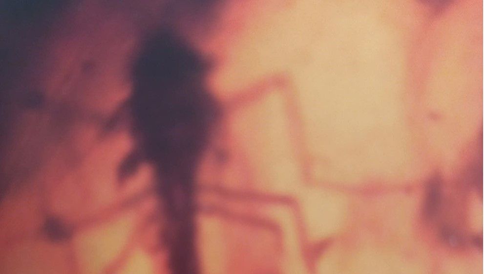 Karl Jordan Insect Discovery of a Chironomidae insect in Jordanian amber dating b...