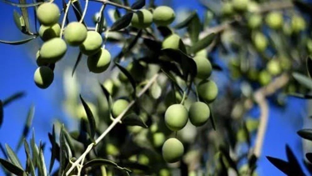 Agriculture Ministry Clarifies JD14,000 Olive Sale Report
