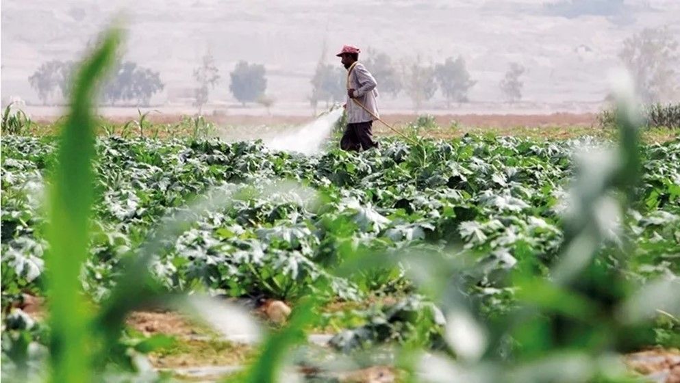 Hiring Jordanians in Agriculture: Opportunities and Challenges