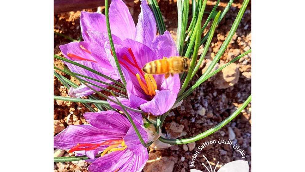 First Saffron Farm In Jordan Harvests First Crop   11202117231059722126781 