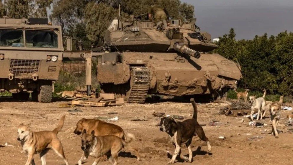 Hebrew Media: Thousands of Dogs from Egypt Surround Israeli Settlers on the Border