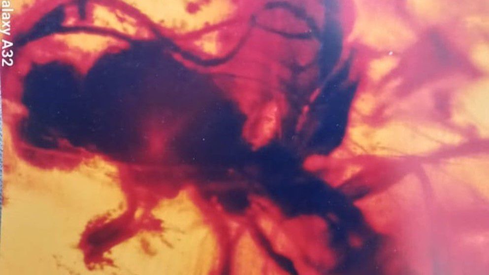 Discovery of a wasp with antennae as long as its body in Jordanian amber, 140 million years old