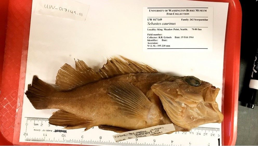 Pig Fish Bug You may miss these parasites when they are gone...