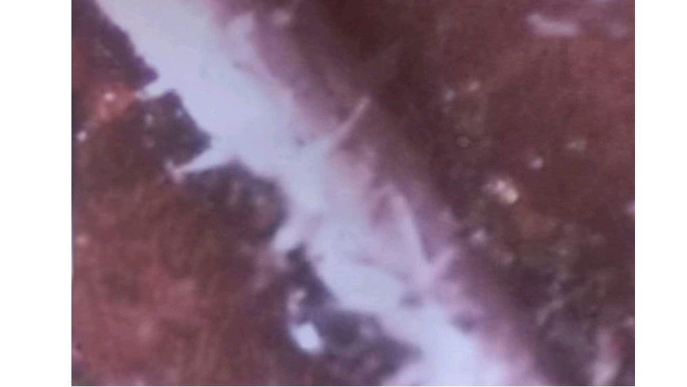 An insect larva preserved in Jordanian amber, dated to approximately 140 million years ago - Jordan News&nbsp;|&nbsp;Latest News from Jordan, MENA