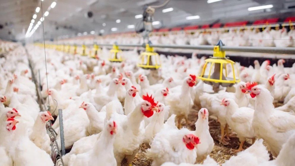Poultry Prices Drop in Jordan