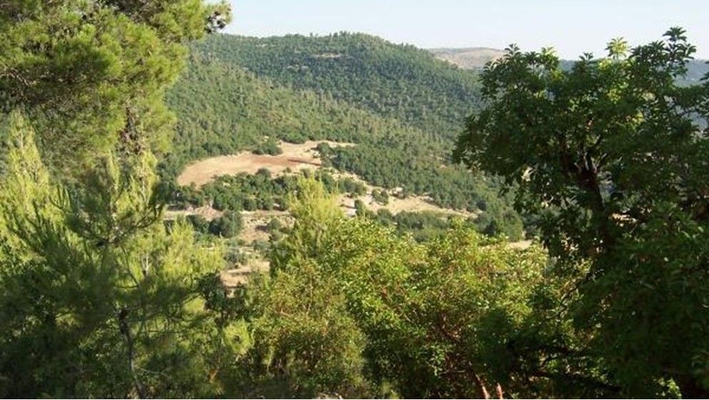 Environmentalists: Protecting Forests and Sustaining Green Cover Is a ...