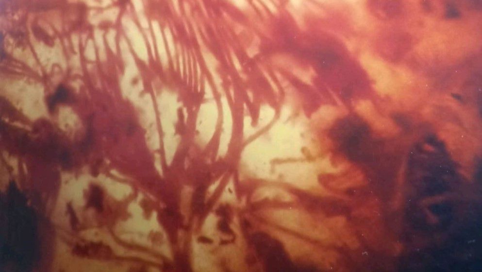 A Primitive Plant Preserved in Jordanian Amber