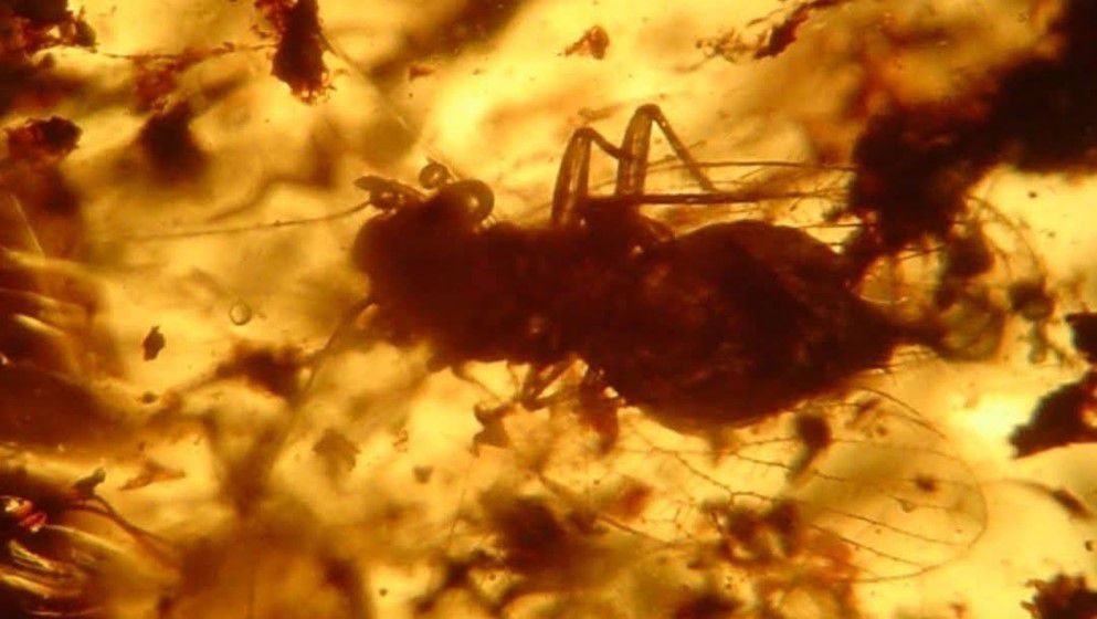 Bcharreglaris haddadini: A 140-Million-Year-Old Insect from Jordanian Amber