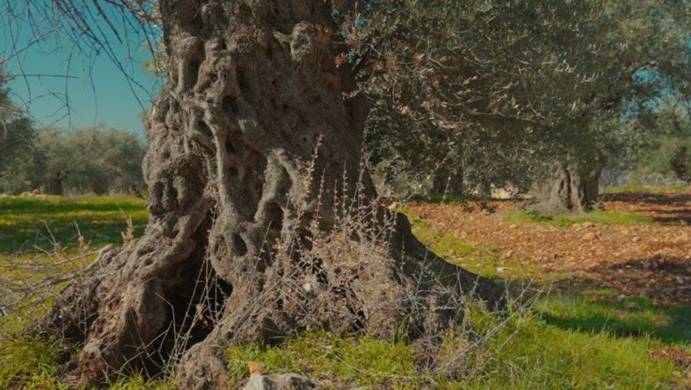 Jordan’s Al-Mahras Olive Tree Added to UNESCO’s Intangible Cultural Heritage List