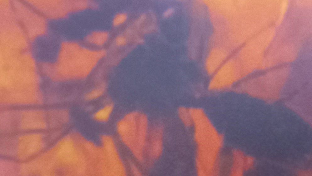 A Predation Scene Preserved in Jordanian Amber