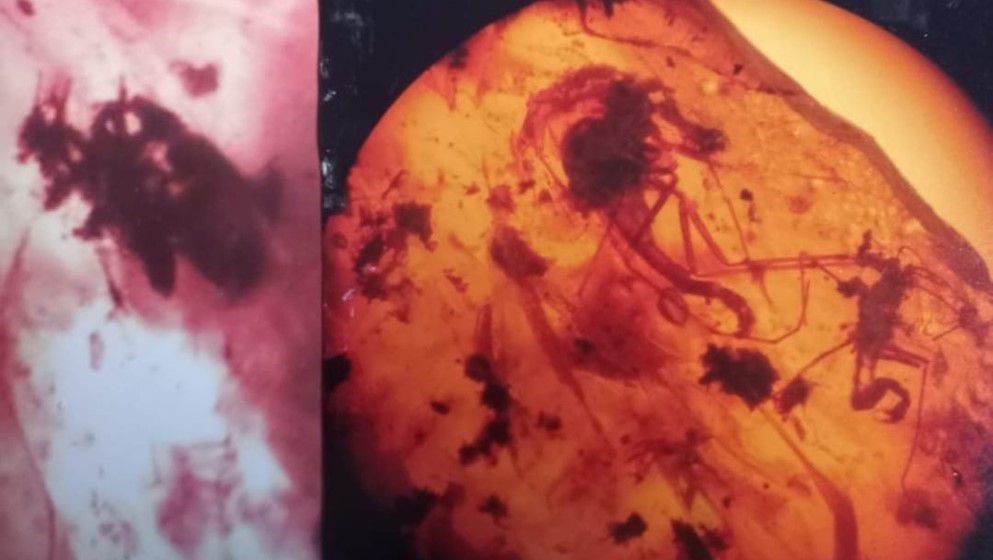 Sexual Behaviour in Insects Preserved in Jordanian Amber