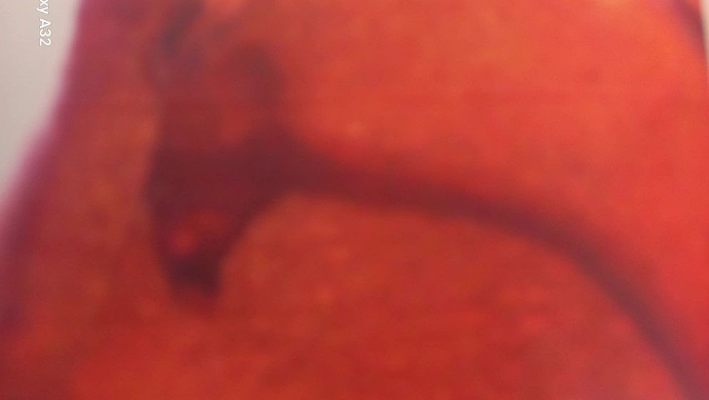 A Flower Preserved in Jordanian Amber