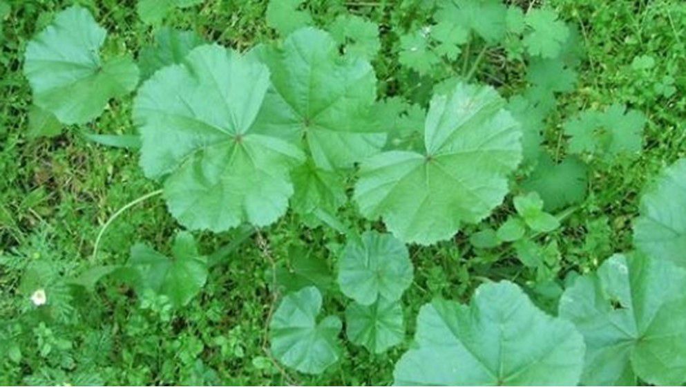 Khobbeizeh Festival in Its 11th Season: A Love Story Between Land and People