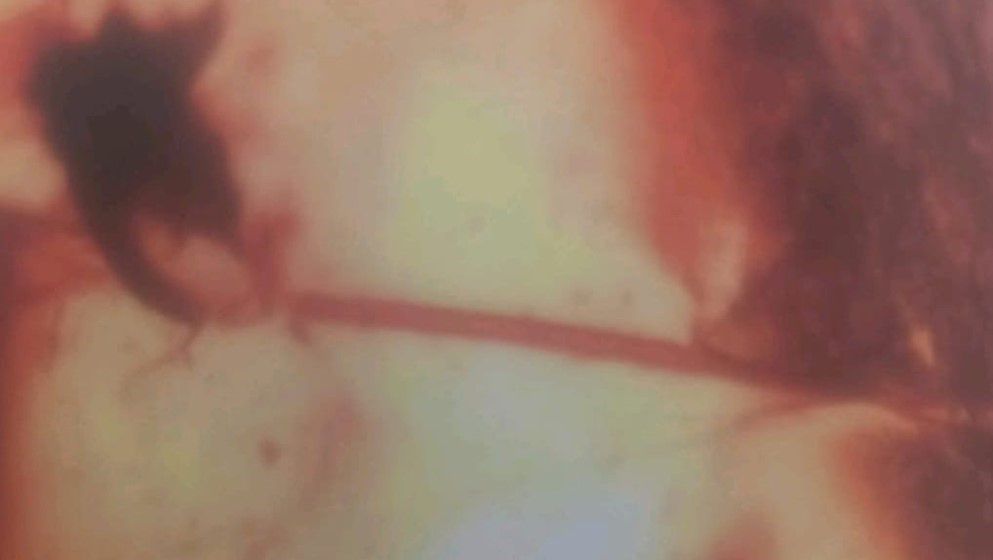 The Oldest Flowers in the World from Jordan