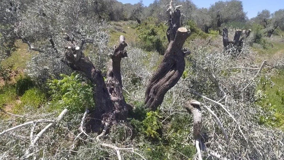 Settlers Cut Down 21 Olive Trees in Al-Mughayyir, East of Ramallah